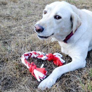 Dog toy