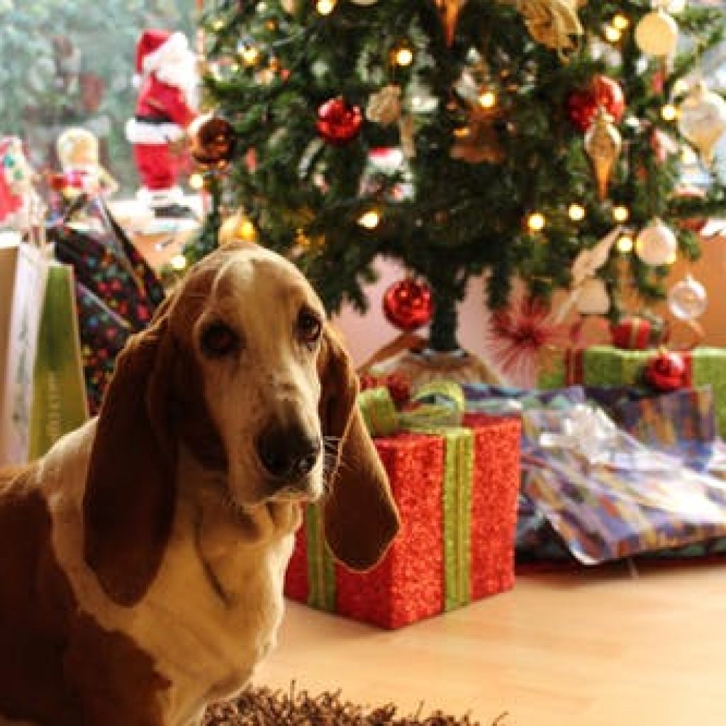 dog xmas